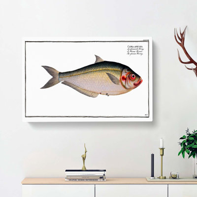 African Herring Fish - Wrapped Canvas