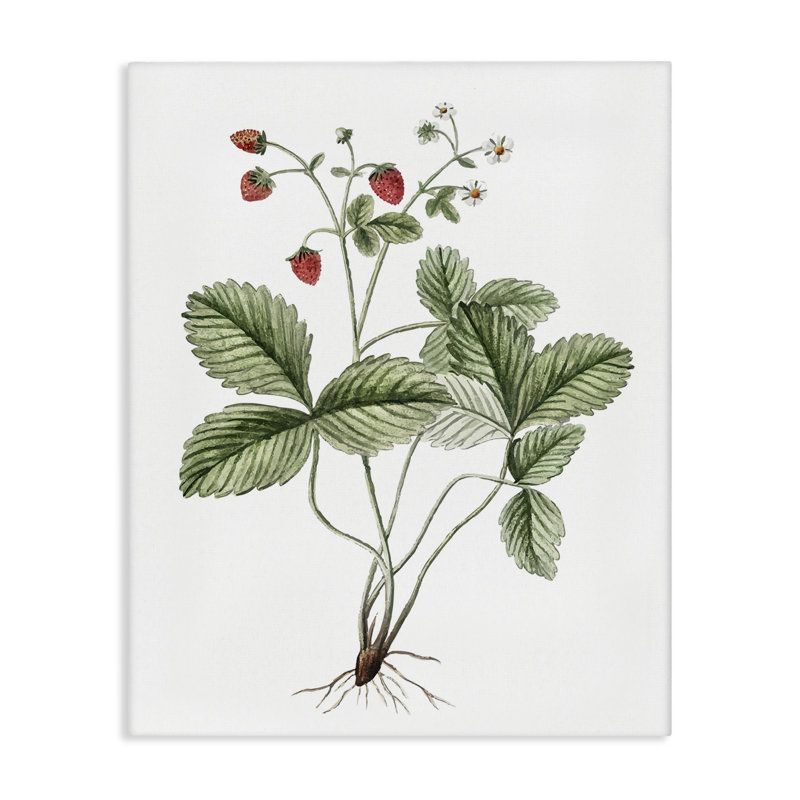 "Budding Strawberries Study", art mural par lettrage et doublure, H 48 po x l 36 po