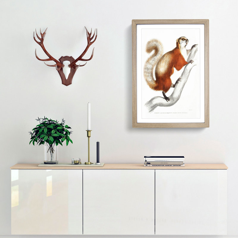 White-Bellied Flying Squirrel Illustration by John Edward Gray - Picture Frame Painting Print, 65cm H x 48cm W x 2cm D