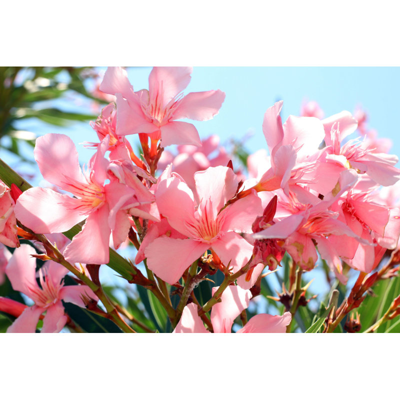Oleander - Photographie sur toile tendue, L 48 po x H 32 po