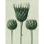 Art sur toile, Blatfeldt, Karl: Serratula Nudicaulis-1161136066