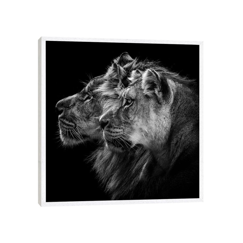 Lion And Lioness Portrait by Laurent Lothare Dambreville - Print on Canvas, 66.04 cm H x 66.04 cm W, White Framed