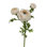 RANUNCULUS STEM