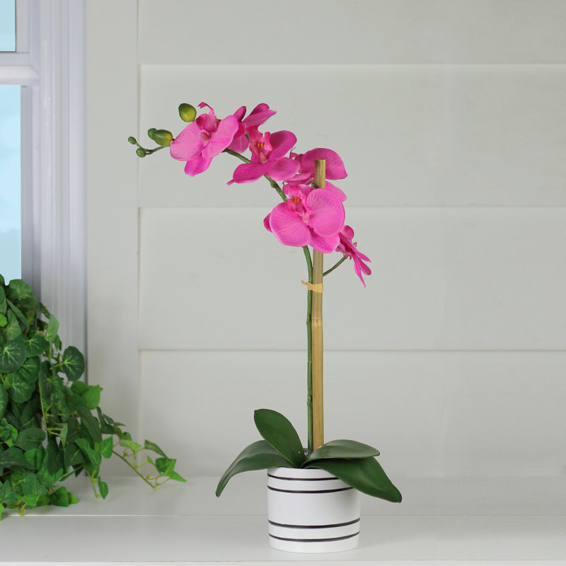 Orchidée rose et verte 18,5 "en pot