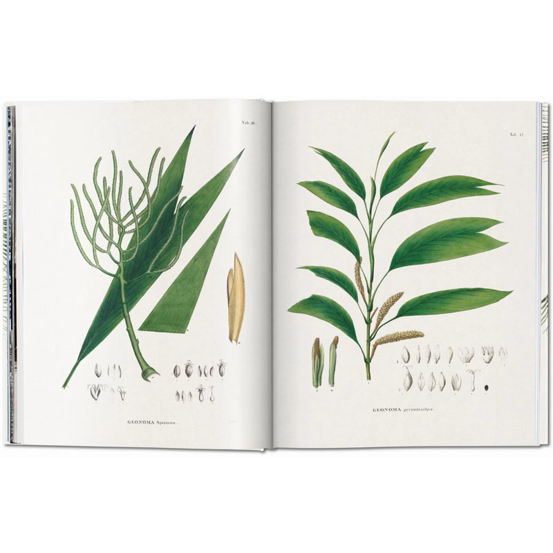 Martius, Book Of Palms