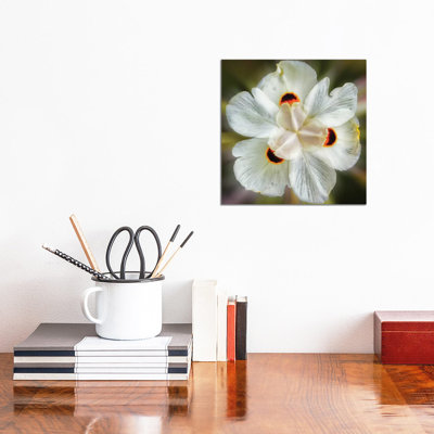 Close Up Of A White Flower by Glauco Meneghelli - Wrapped Canvas Print