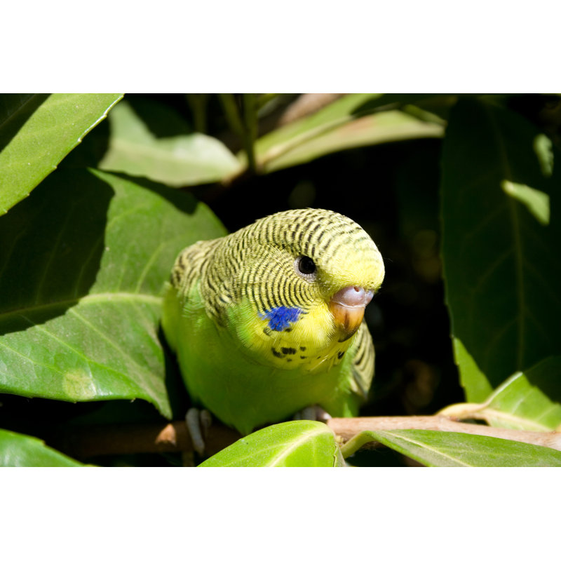 Young Budgie in a Tree by Kerkla, 20" H x 30" W