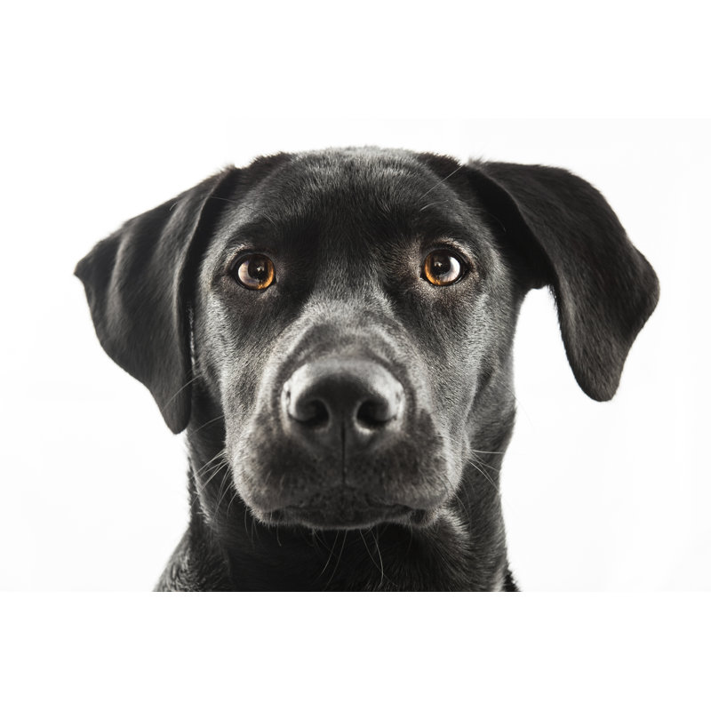 Black Lab - Photographie sur toile tendue, H 8 po x l 12 po
