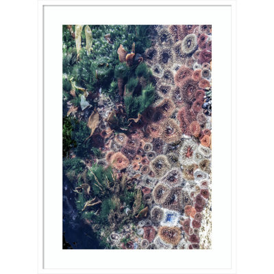 Daisey "Ocean Curiosities" Print
