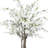 Cherry Blossom Tree in a Fiberstone Pot