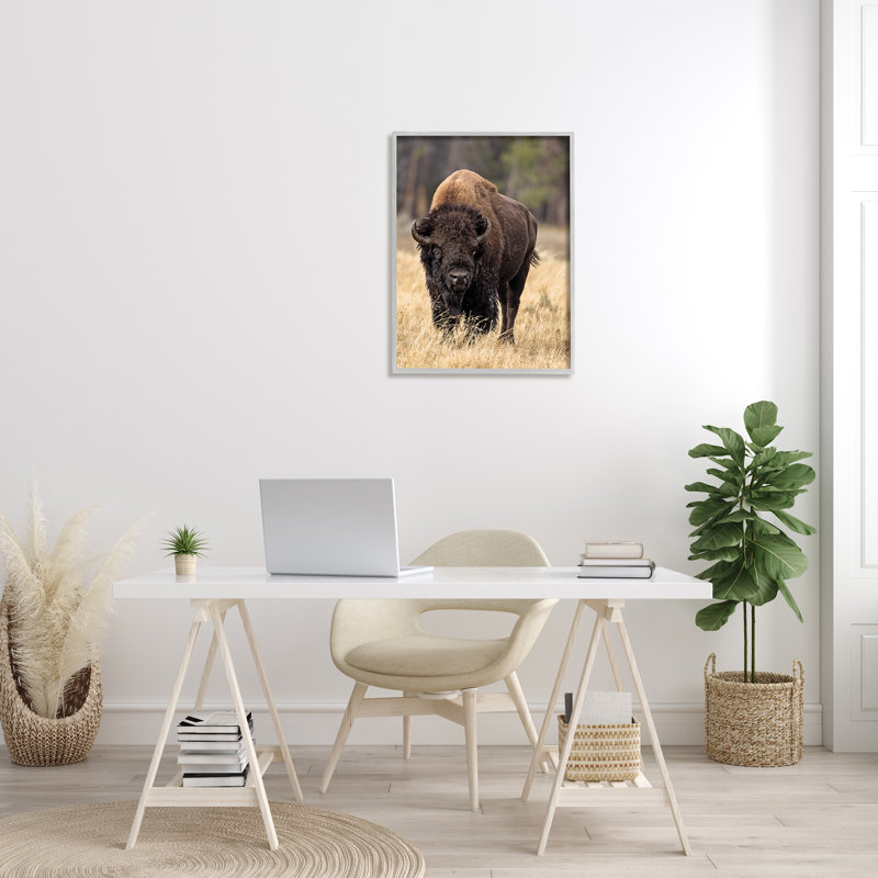 Bison sauvage américain qui broute de l'herbe rustique - Photographie, H 30 po x l 24 po x P 4 po