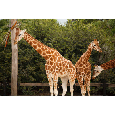 «Family of Giraffe» par Mburt