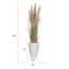 Plante de 70,9 po
