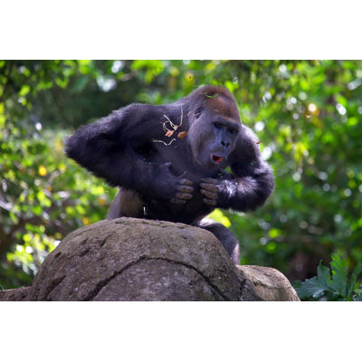 " Silverback Gorilla Beating Chest " by Hypergurl