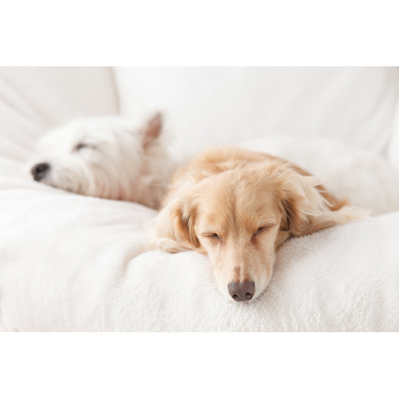 Dogs Sleep - Photographie sur toile tendue, H 24 po x l 36 po