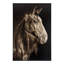 LM Zhou's Noble Equine