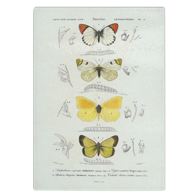 Tempered Glass Butterfly Illustrations Pl. 2 Chopping Board, 28.5 cm W x 39 cm L