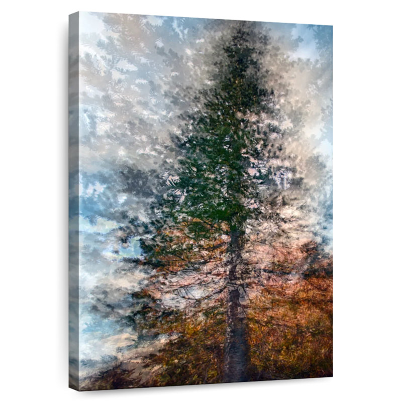 Harnek Fir, 45" H x 30" W