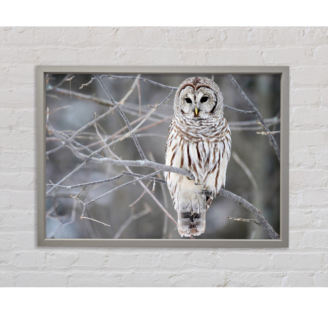 Winter Owl - Einzelner Bilderrahmen Kunstdrucke auf Leinwand