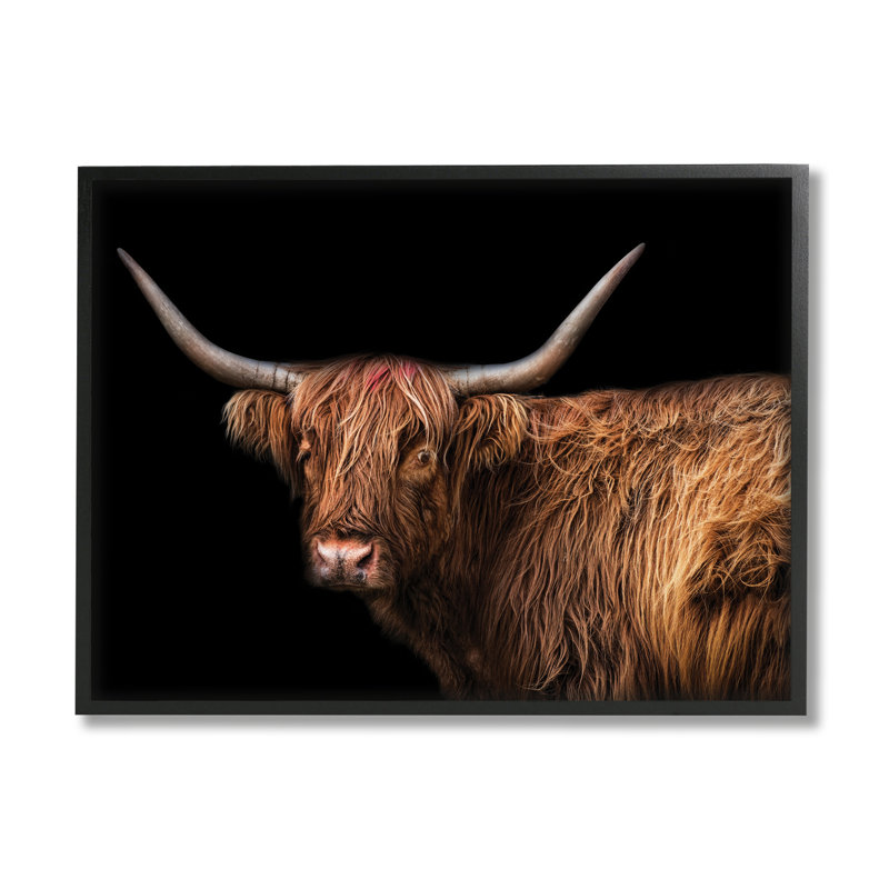 Bétail à poils longs de la ferme, Giclée encadrée noir minuit, H 24 po x l 30 po