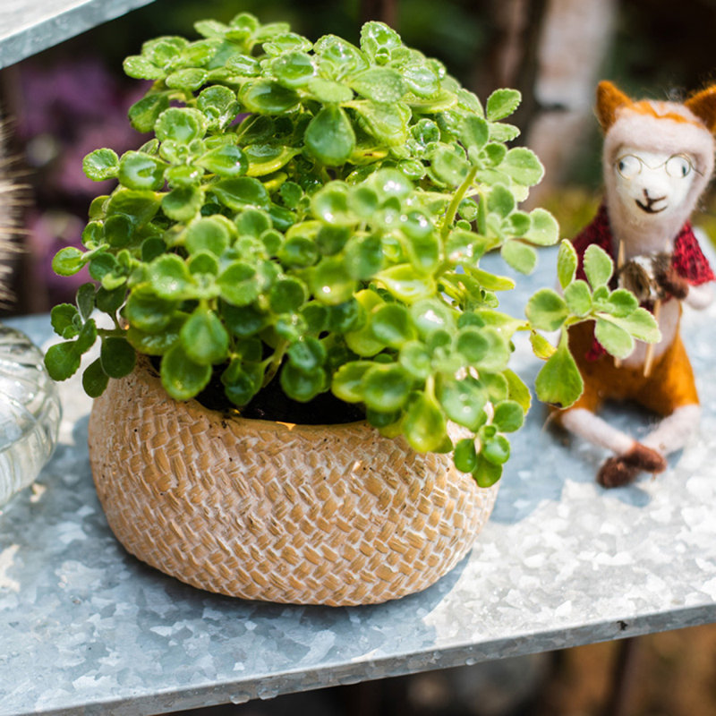 Kolbi Handmade Pot Planter, 3.5" H x 6.1" W x 5" D