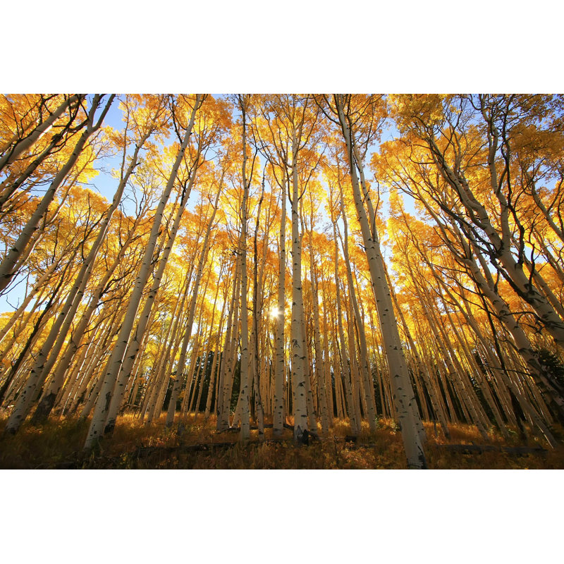 Aspen Trees - Photographie sur toile tendue, L 48 po x H 32 po
