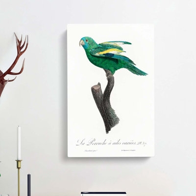 White Winged Parakeet by F. Levaillant - Wrapped Canvas