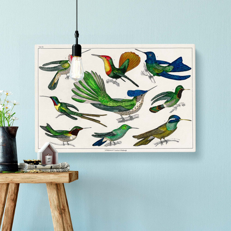 Collection Of Hummingbirds XXVI by Oliver Goldsmith - Wrapped Canvas Painting, 35cm H x 50cm W x 3cm D