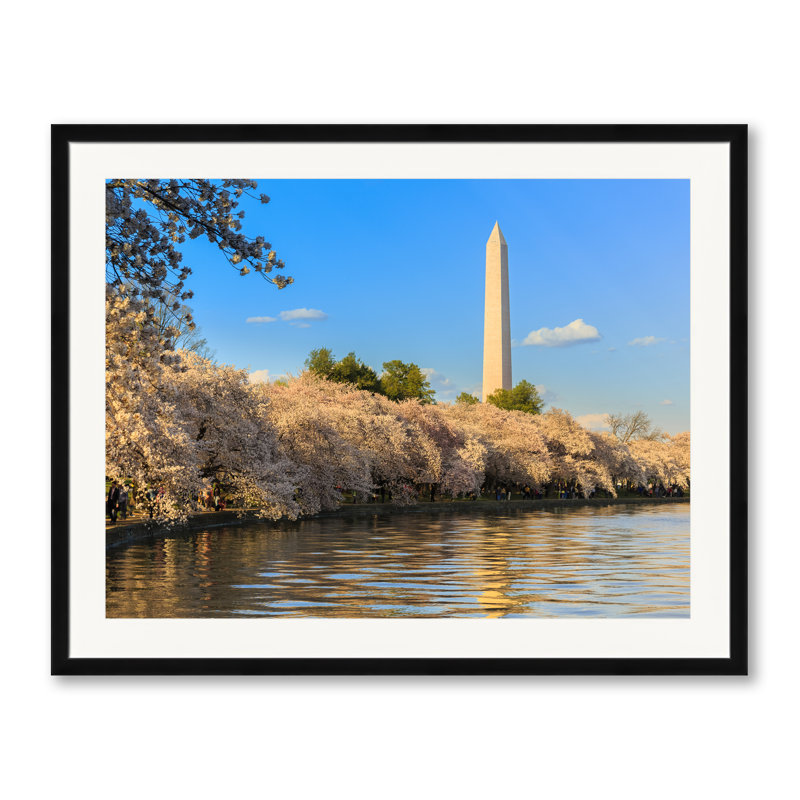 Washington Monument Above Cherry Blossoms Print by Steven Heap, Black Framed Paper, 25.2" H x 31.2" W