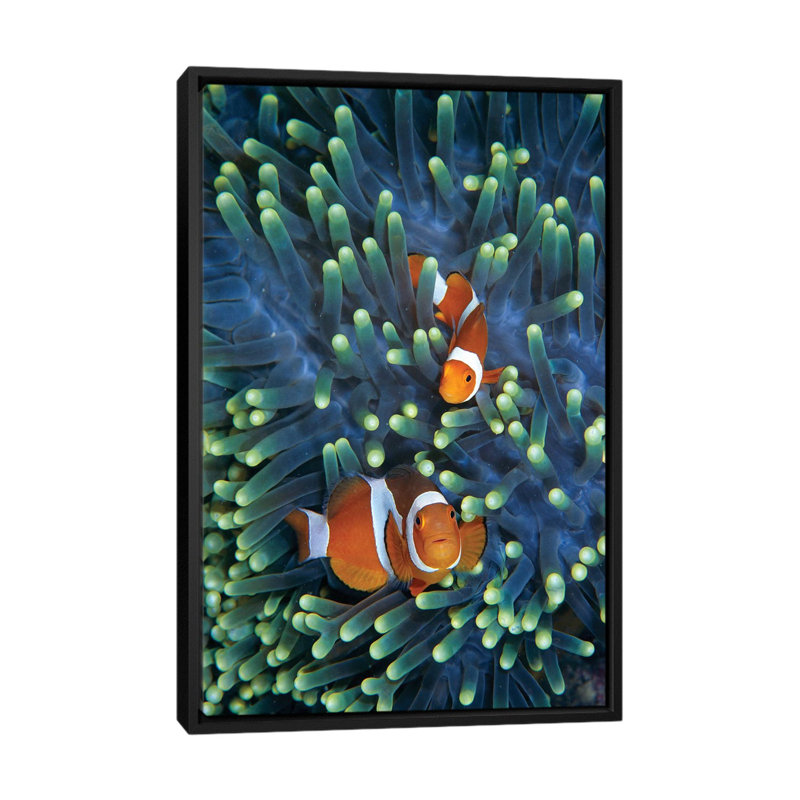 « matin anemonefish pair », impression sur toile, H 26 po x l 18 po x P 1,5 po, Toile avec cadre noir, Pas de tapis