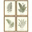 Plants & Flowers Set by Sandy Whitaker