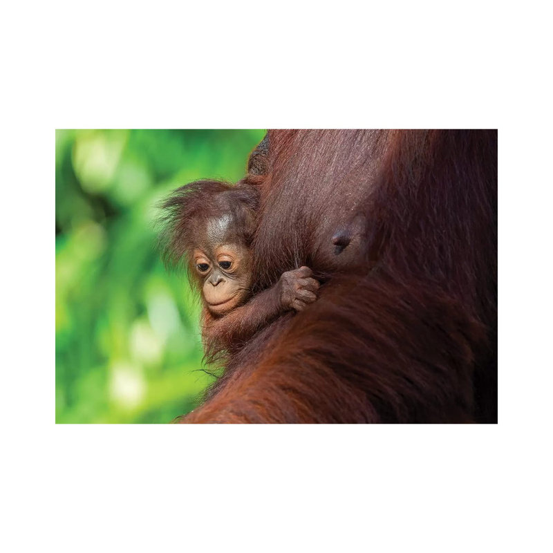 Orangutan Baby Hanging On Mother by Mogens Trolle - Wrapped Canvas Gallery-Wrapped Canvas Giclée, 20.32 cm H x 30.48 cm W
