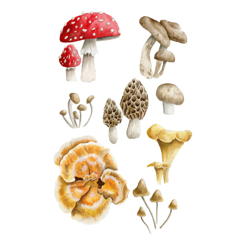 "Mushroom 2" par Leah Tedesco sur, Toile argentée avec cadre flottant, Pas de tapis