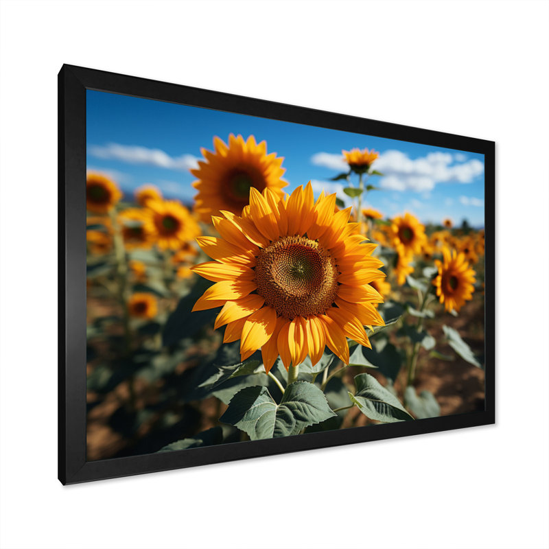 Tournesols jaune champ vibrant II, H 24 po x l 32 po x P 1 po, Cadre photo noir