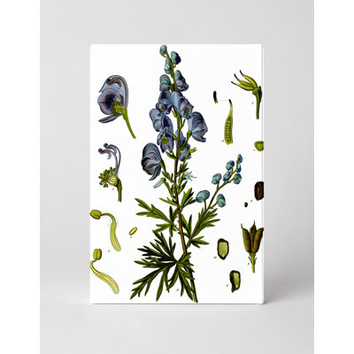 Aconitum napellus (Monkshood) – Köhler's Medizinal-Pflanzen (1887) — Portrait Canvas Wall Art