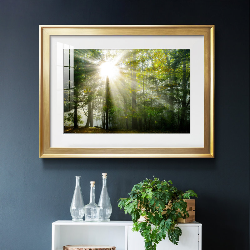 Light and Trees II - Photographie avec cadre, H 18,5 po x l 24,5 po x P 1,5 po, Cadre doré
