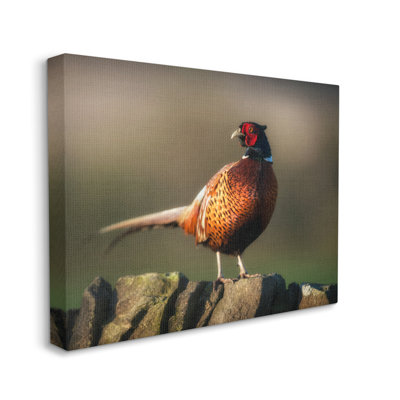 " Illuminated Pheasant Bird Standing Woodland Nature Scenery " by James Dobson