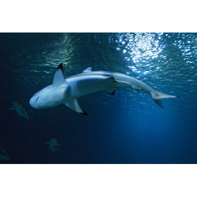 Great White Shark by ManuKro - Wrapped Canvas Print