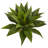 Agave Silk Plant in Glazed Clay Pot
