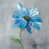 Blue/Grey