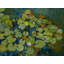 Lotus Pond Serenity Series III Print by Ruth Hayes-71199086-71199087