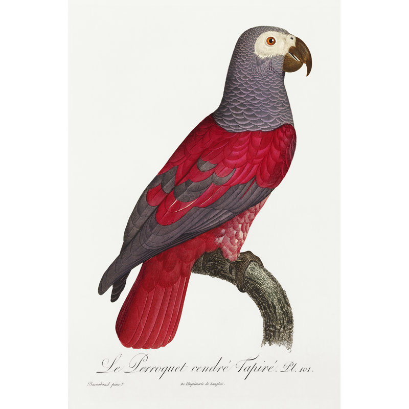 Lelamae Levaillant perroquet de François Levaillant, H 48 po x l 32 po