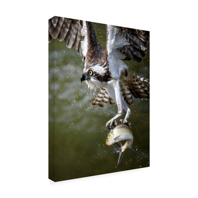 Bolog Osprey - Wrapped Canvas Print