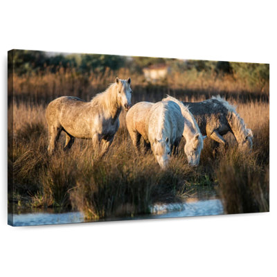 The White Horses Of The Camargue VII