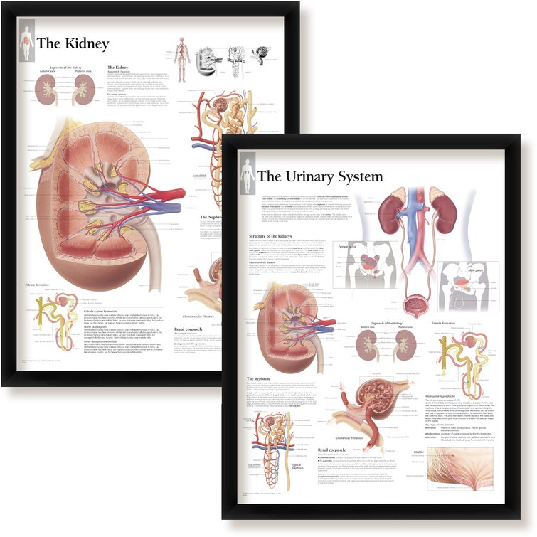 Trinx Janirah Set Of 2 Framed Medical Posters: The Kidney And The ...