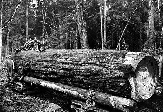 « fallen old growth »-reproduction de photo, H 24 po x l 36 po x P 1,5 po