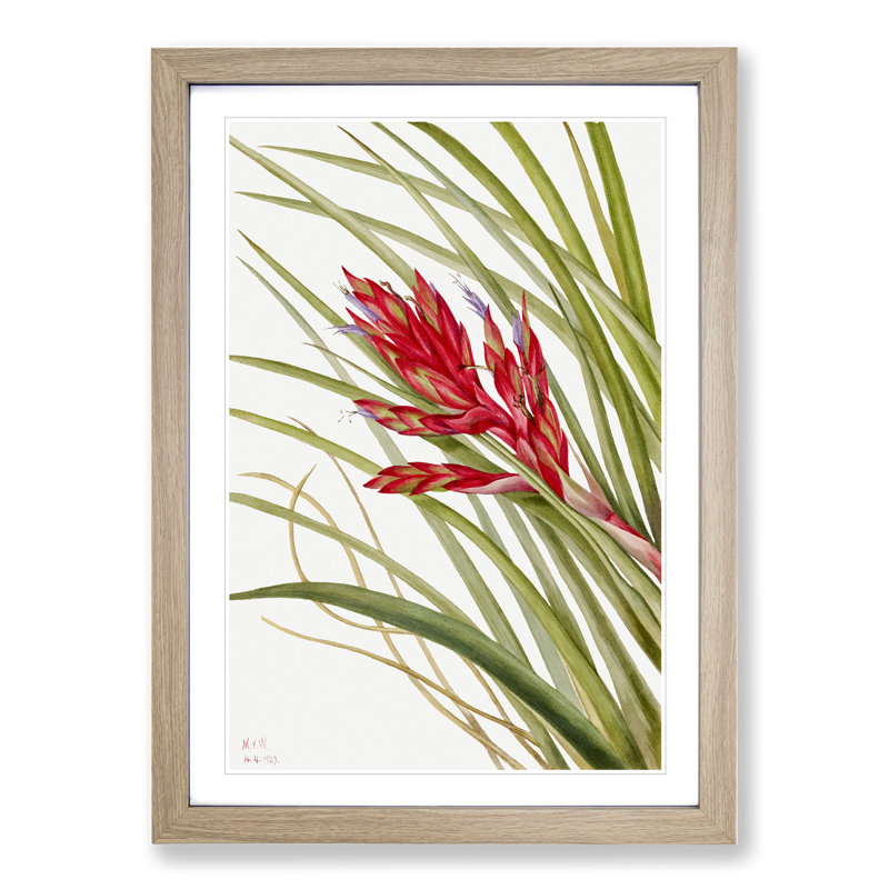 Quill Leaf Tillandsia by Mary Vaux Walcott - Framed Print, 36cm H x 27cm W x 2cm D, Oak Framed