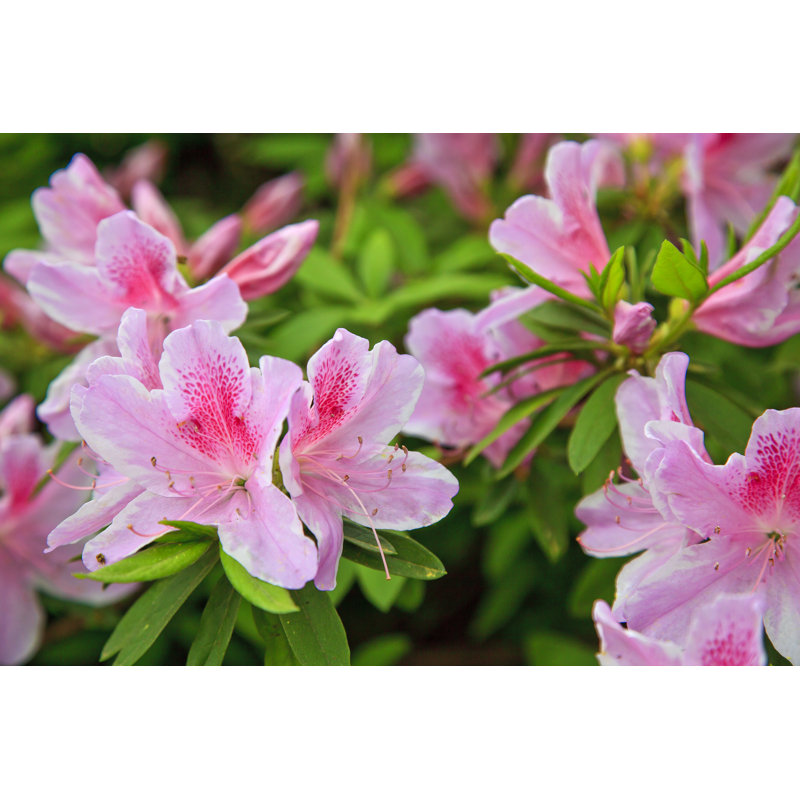 Pink Azaleas - Wrapped Canvas Print, 51cm H x 76cm W x 3.8cm D