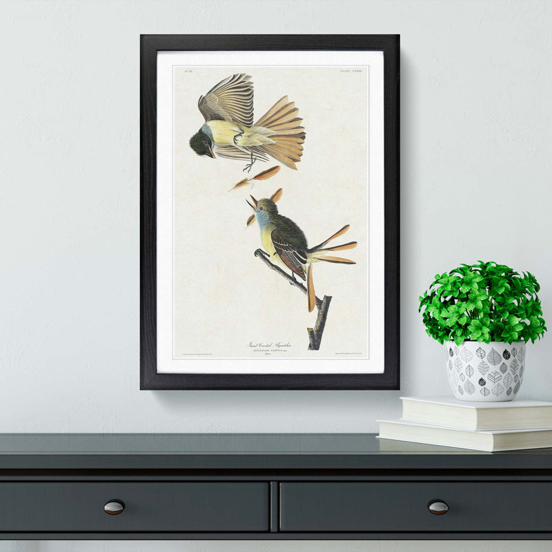 Great Crested Flycatcher Birds by John Audubon - Picture Frame Painting Print, Black Framed, 65cm H x 48cm W x 2cm D