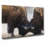 Battling Bison - Wrapped Canvas-55363571